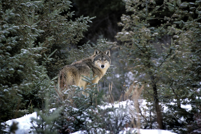 Újra farkasok járják a hazai erdőket