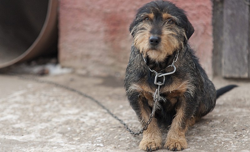 Negyven kutyát altattak el Karcagon a lánctörvény miatt