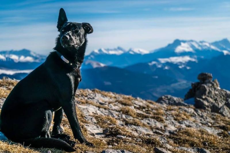 Egy magyar vadász lelőtte a francia túrázók kutyáját, majd elmenekült a tetemmel