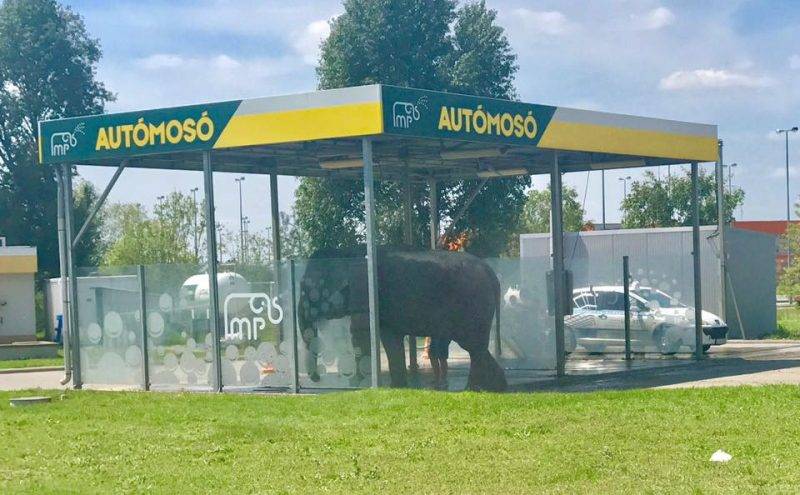 Autómosóban hűtötte le magát a gyöngyösi elefánt