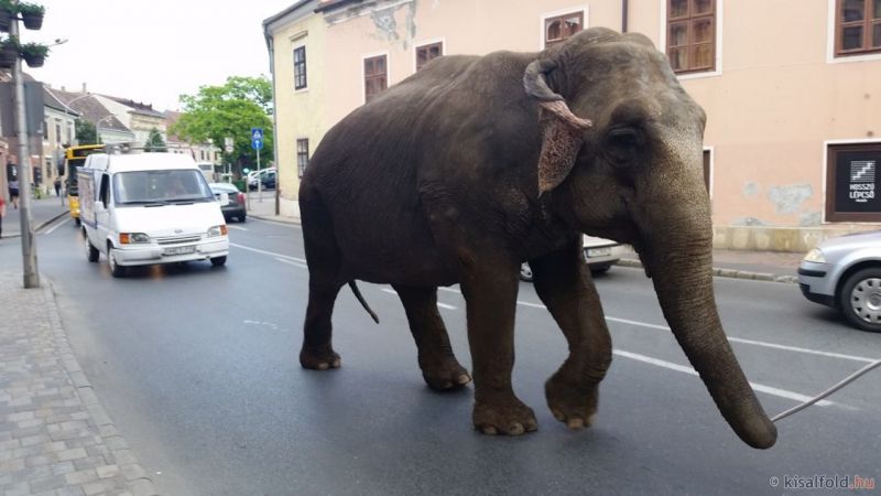 Elefántját Sopron belvárosában sétáltatta