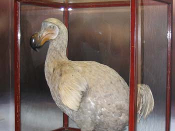 Kiderítették: fejlövés pusztította el az oxfordi dodómadarat