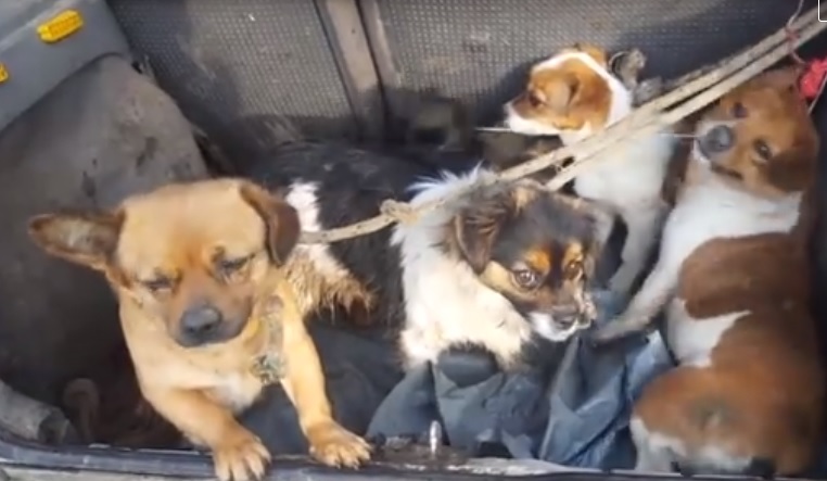 Facebookon anyázzák az érpataki polgármestert, aki kutyakínzós videóval büszkélkedett