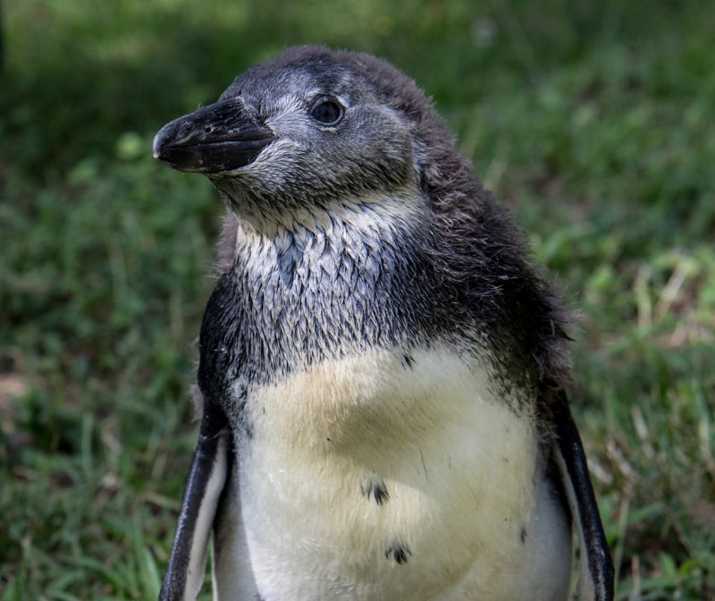 Bemutatták a kis pápaszemes pingvint a debreceni állatkertben
