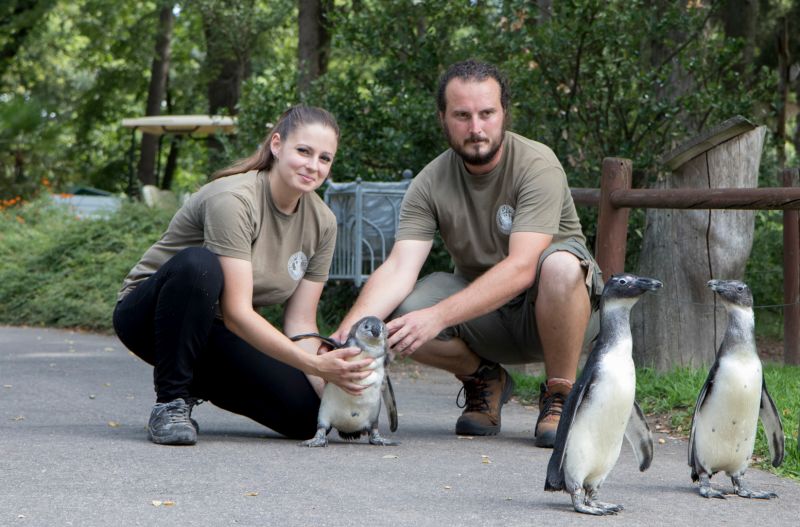 Bemutatták a kis pápaszemes pingvint a debreceni állatkertben
