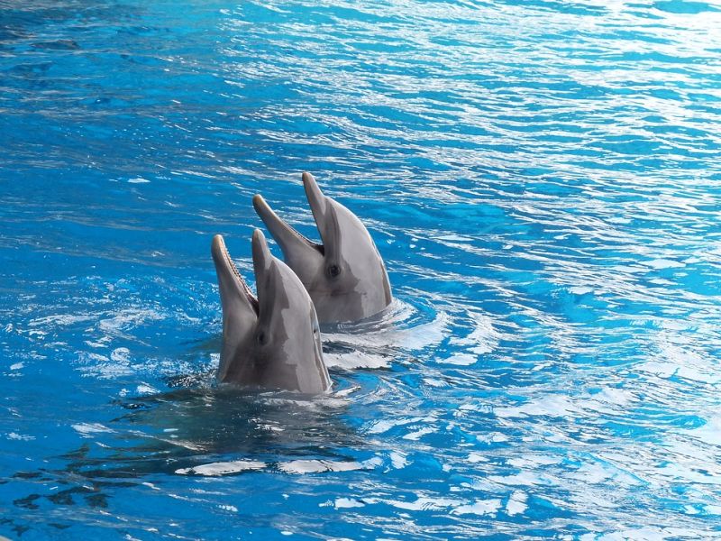 Visszatértek a delfinek az Adriai-tengerbe