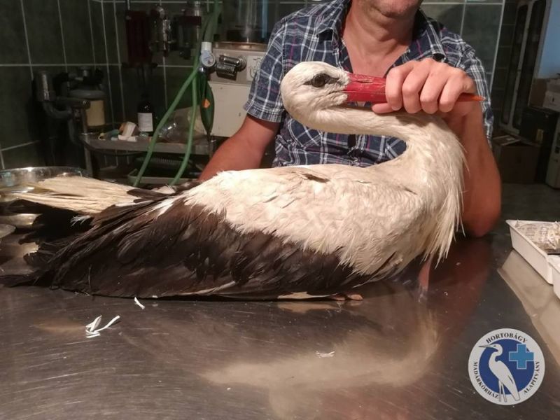 Hihetetlen már! Sortűz alá vett gólyát ápolnak a madárkórházban