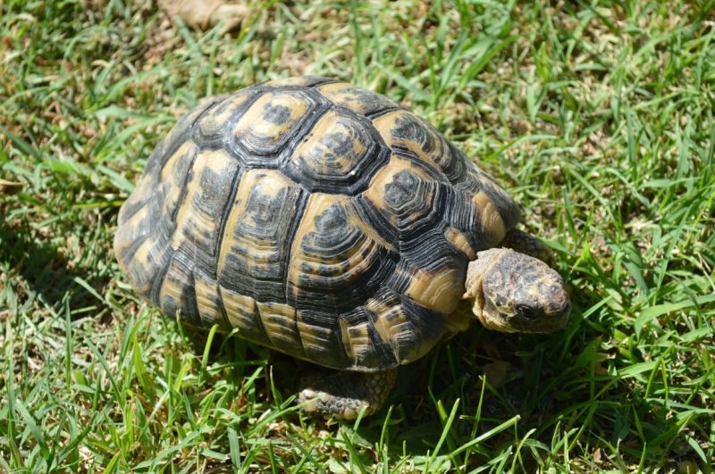 Kővel vertek agyon egy teknőst a budapesti állatkertben, videófelvétel bizonyítja a bűncselekményt