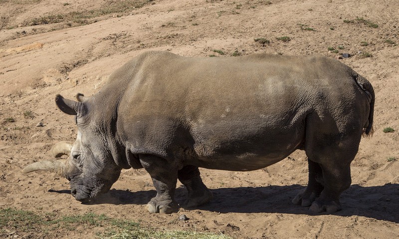 Már csak három fehér rinocérosz él a Földön