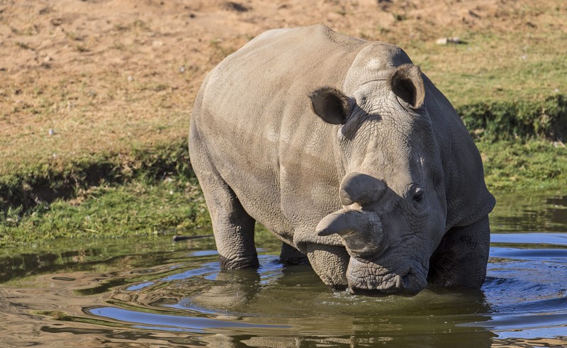 Már csak három fehér rinocérosz él a Földön