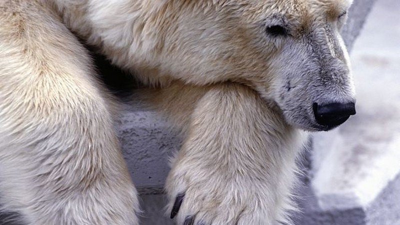 Petárdával etette a jegesmedvét, több év börtönt kaphat