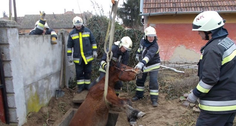 Szívmelengető képek: bajba jutott állatokon segítettek a tűzoltóink