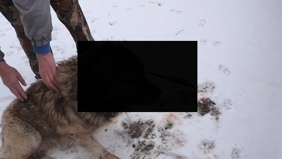 Brutális állatkínzás Isaszegen: nyílpuskával lőttek fejbe egy kutyát 