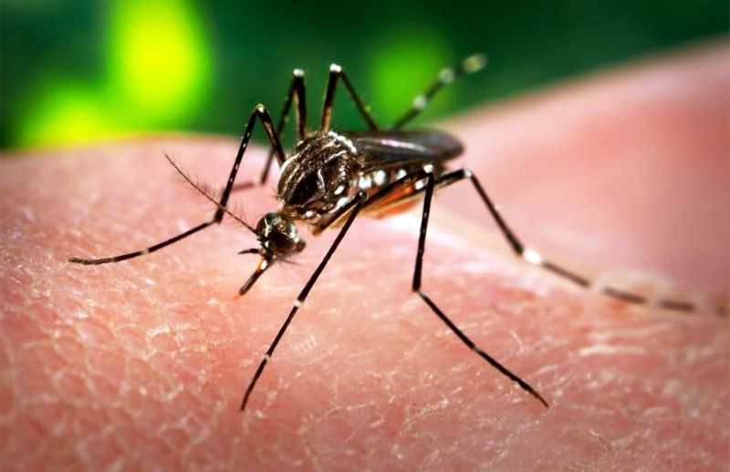 Rohamosan terjed a zikavírus – válságstábot alakított a WHO