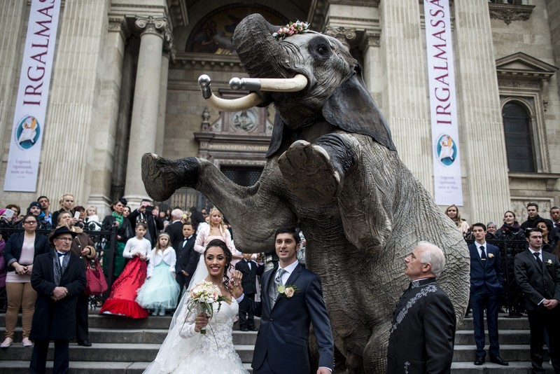 Elefánt várta az artistaházaspárt a bazilika előtt