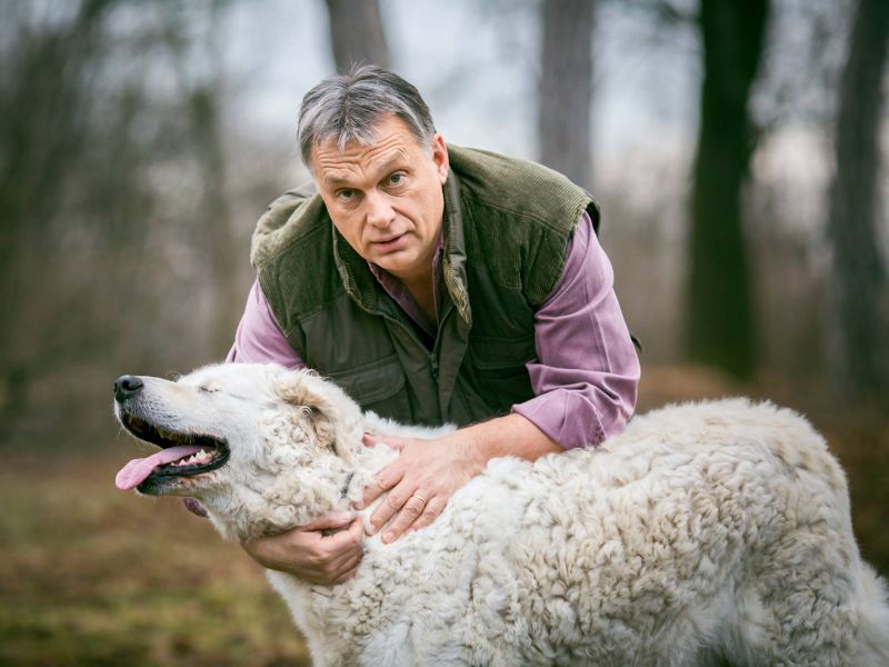 A rendőrség nem tud Orbán megvert kutyájáról