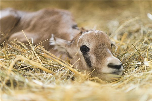Ritka antilopfaj kicsinye született a Nyíregyházi Állatparkban 