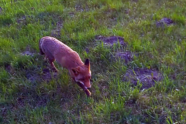 Vadasparkból szökött rókát keresnek – ha látja, ne menjen közel hozzá