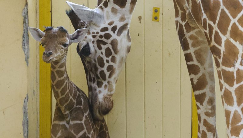 Elpusztult a debreceni állatkert kis zsiráfja