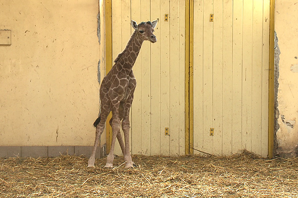 Először született zsiráf a debreceni állatkertben