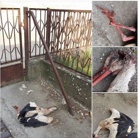 Brutális kegyetlenséggel vertek agyon egy gólyát Jászapátiban – megrázó fotók