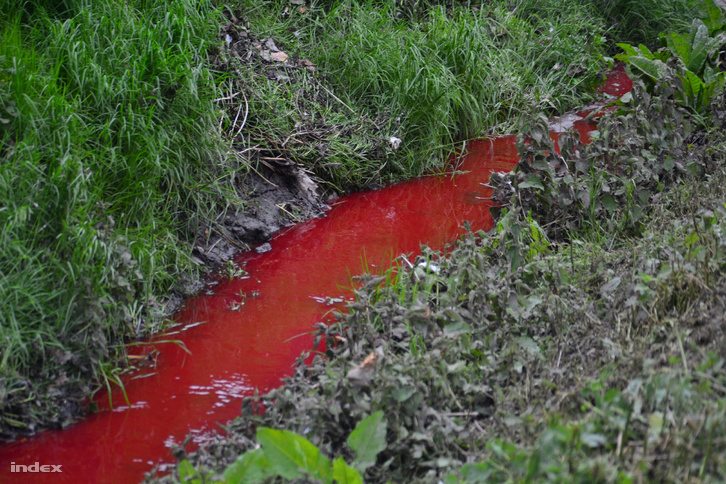 Gyomorforgató: vér folyik a Tapolca-patakban