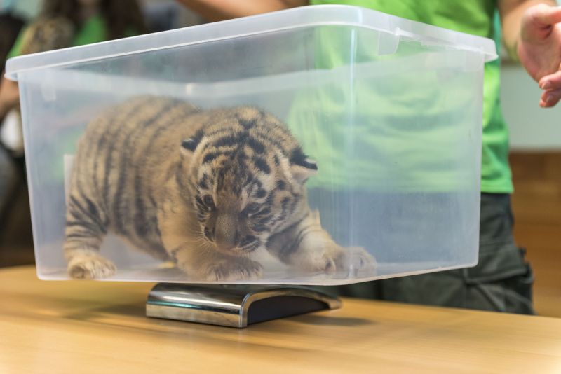 Cukiság: szibériai tigrisek születtek a veszprémi állatkertben