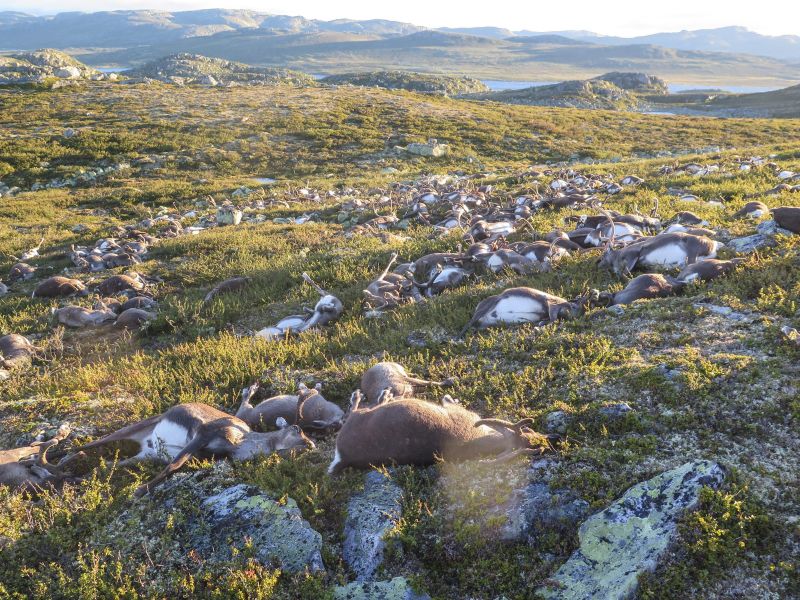 323 rénszarvast ölt meg villámcsapás Norvégiában