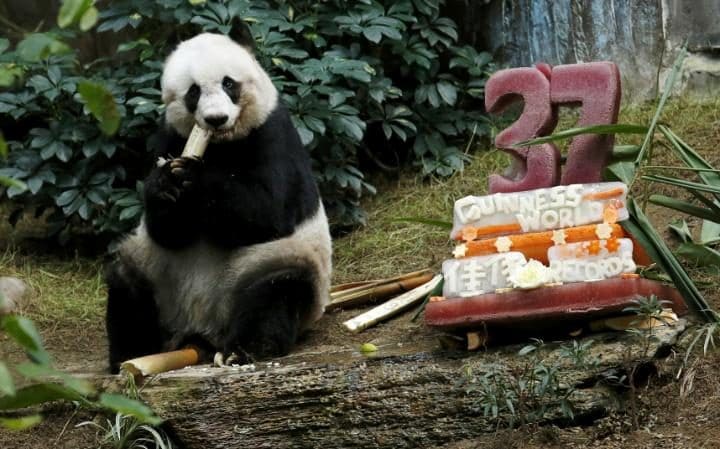 Elaltatták a világ legöregebb pandáját