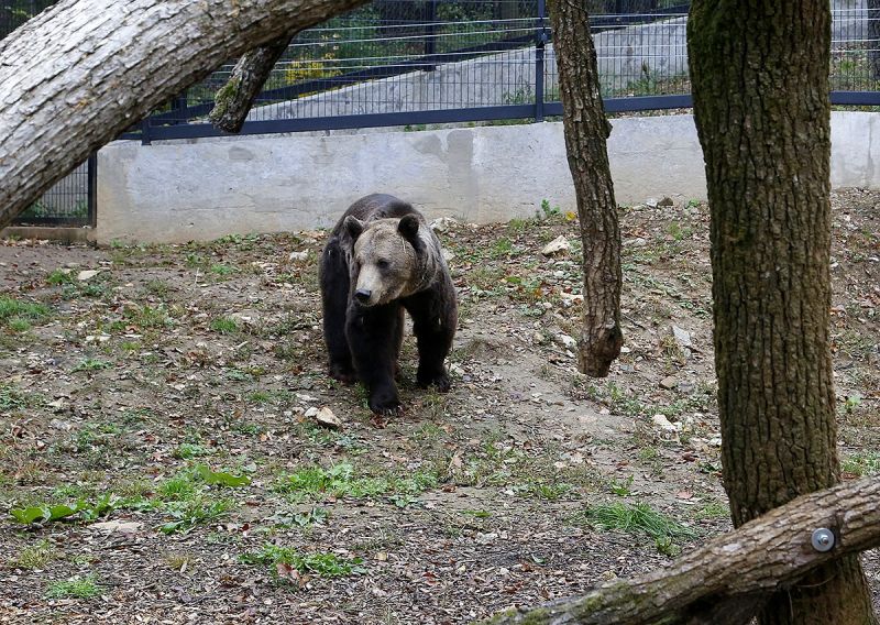 Már medvéje is van a pécsi állatkertnek