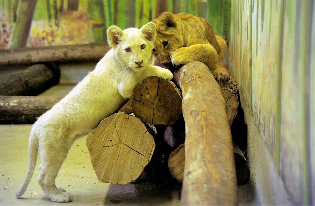 A Kókusz nevet kapta a nyíregyházi állatkert fehér oroszlánja