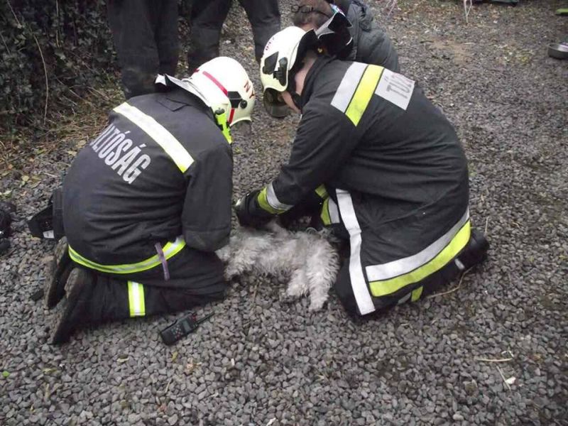 Légzőkészülékkel mentették meg a kutyát a nyíregyházi tűzoltók