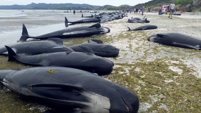 Tömegesen lettek öngyilkosak a bálnák Új-Zélandon