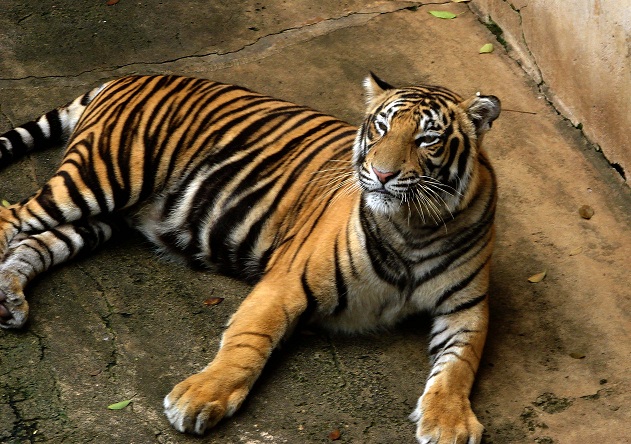 Széttépte a tigris a látogatót, aki megpróbált belógni az állatkertbe