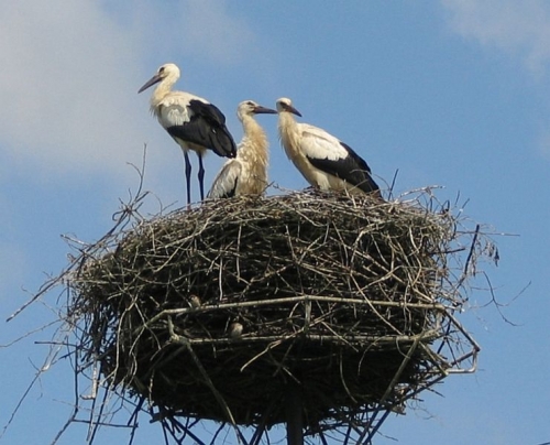 Kiderült, hol telelnek a magyar gólyák