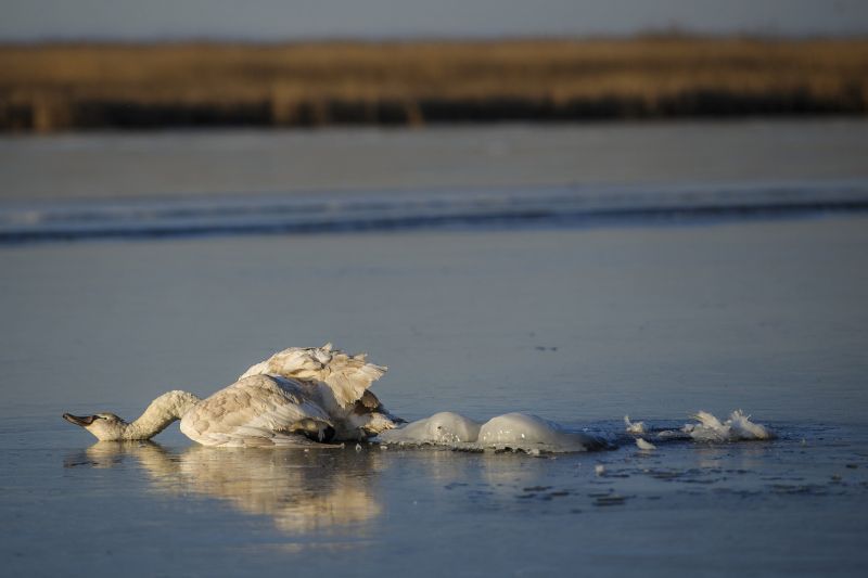 Drámai képek a Tisza-tavon jégbe fagyott hattyúról