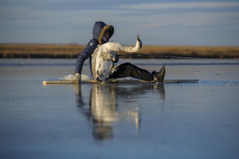 Drámai képek a Tisza-tavon jégbe fagyott hattyúról