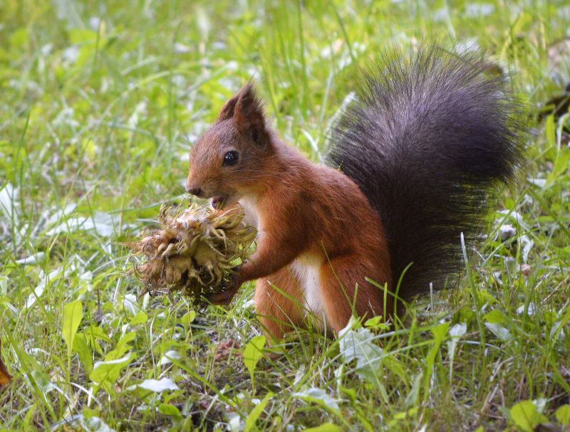 A mókusok a terroristáknál is nagyobb veszélyt jelentenek 