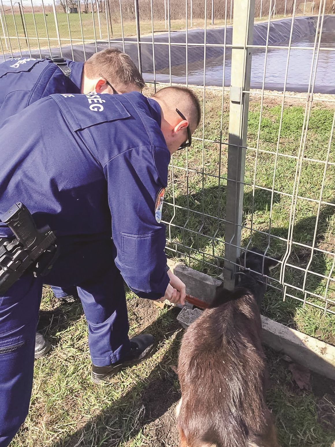 Kerítésbe szorult a kecske feje, szerencsére arra járt a rendőrség