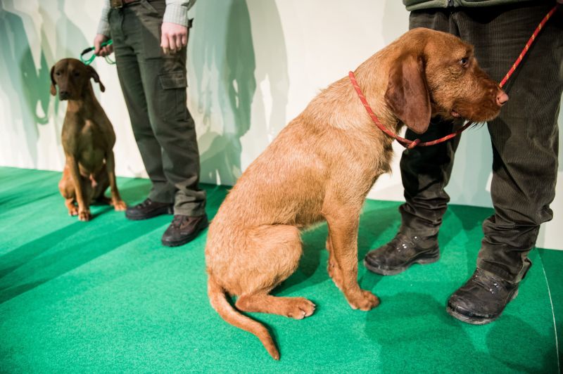 Gazdájával sétáló kutyát lőtt le egy vadász a mátyásföldi reptérnél