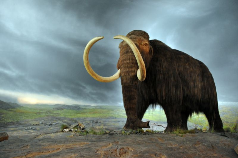 Két éven belül feltámaszthatják a mamutokat