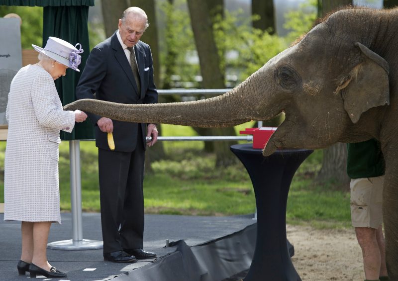 Erzsébet királynő lepacsizott a róla elnevezett elefánttal