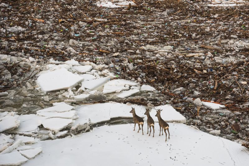 Látványos fotók a Tisza jegén rekedt állatokról