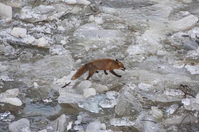Látványos fotók a Tisza jegén rekedt állatokról