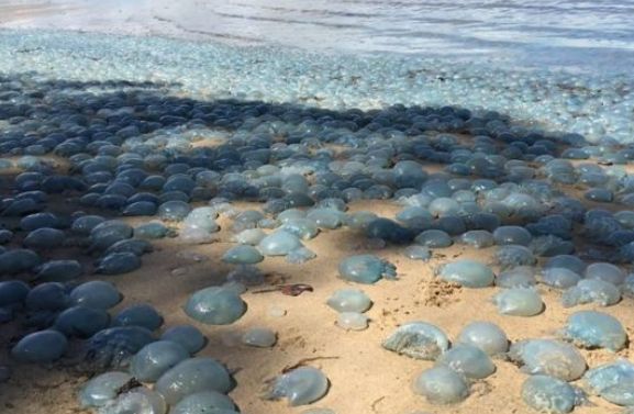 Tetemektől borult kékbe az ausztrál tengerpart 