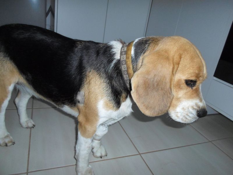 "A szívem szakad meg": elpusztult a légpuskával meglőtt kis beagle