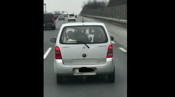 Két borjút passzírozott a Suzuki hátsó ülésére – videó