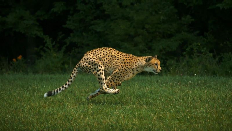 Gepárd szökött ki a vadasparkban, a látogatók elrejtőztek előle