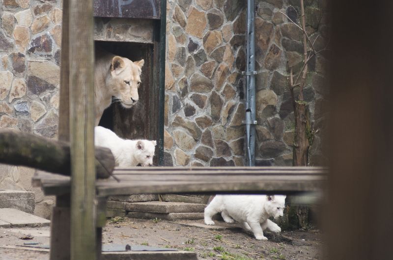 Fehér oroszlánkölykök születtek Nyíregyházán – fotók