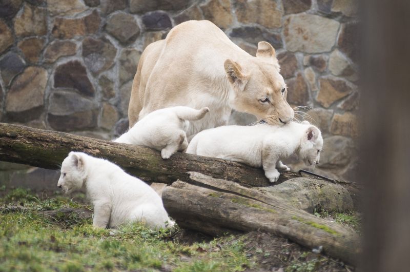 Fehér oroszlánkölykök születtek Nyíregyházán – fotók